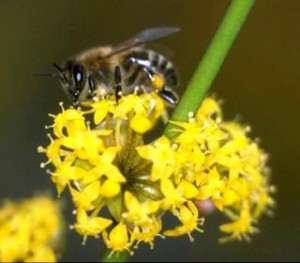 kornelkirschebiene_neu